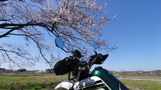 セローと早咲き桜