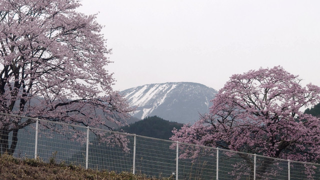 日光桜