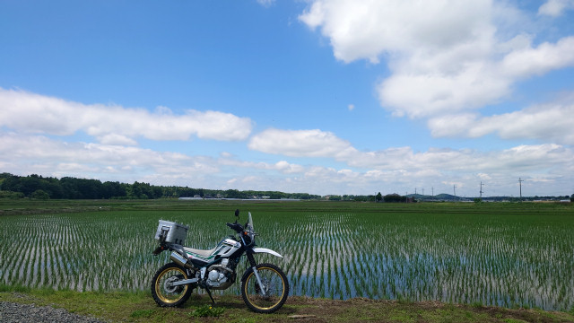 セロー水田