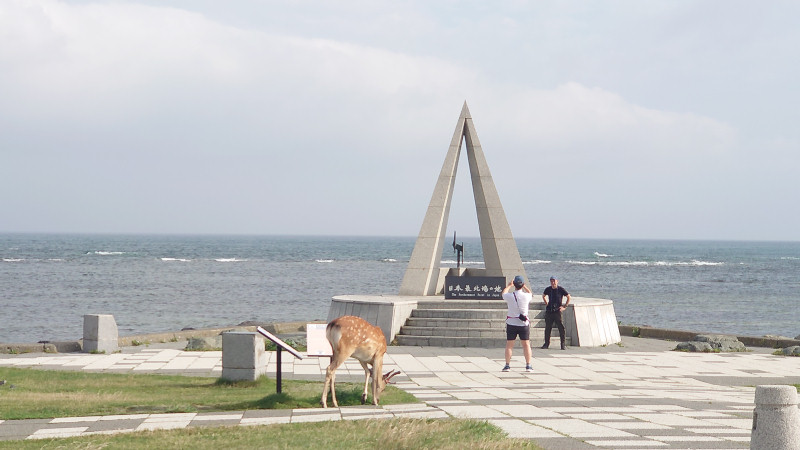 宗谷岬の鹿