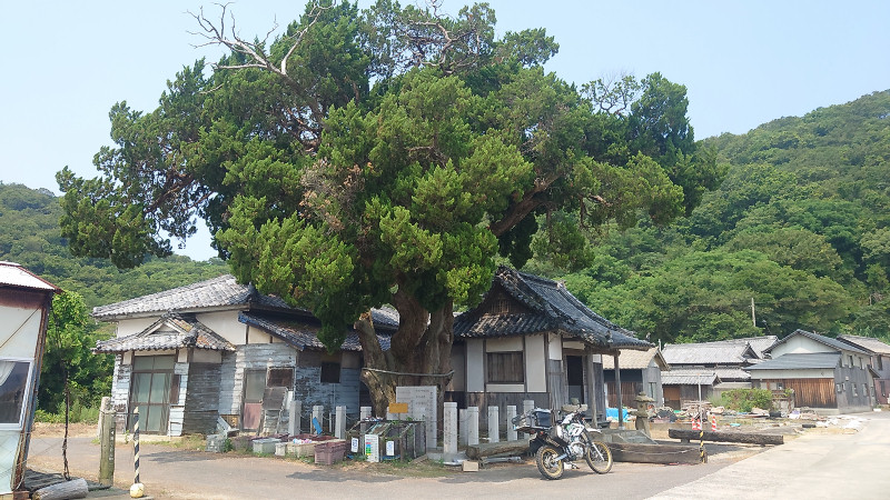 コンパクの木